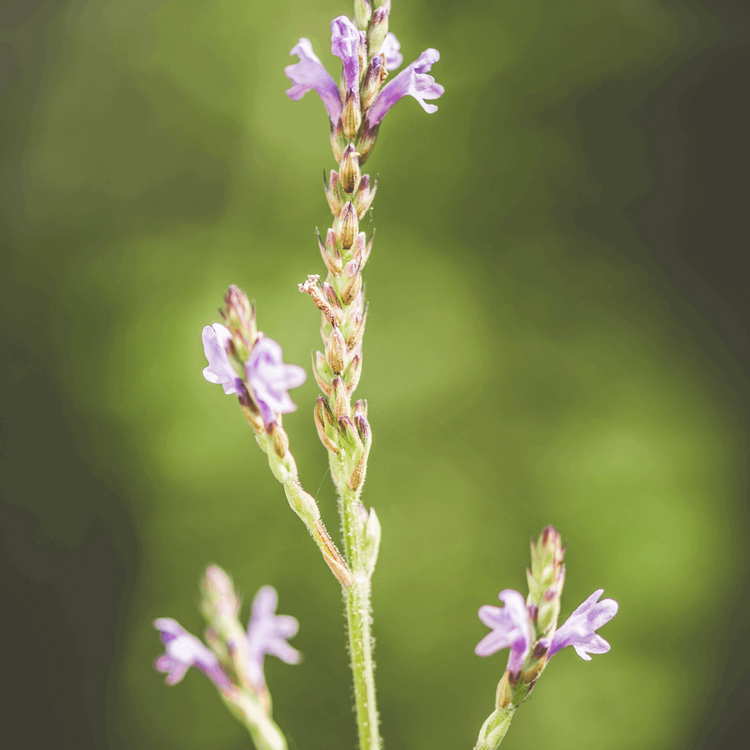 Dry Organic Lavender in 25gr Bag