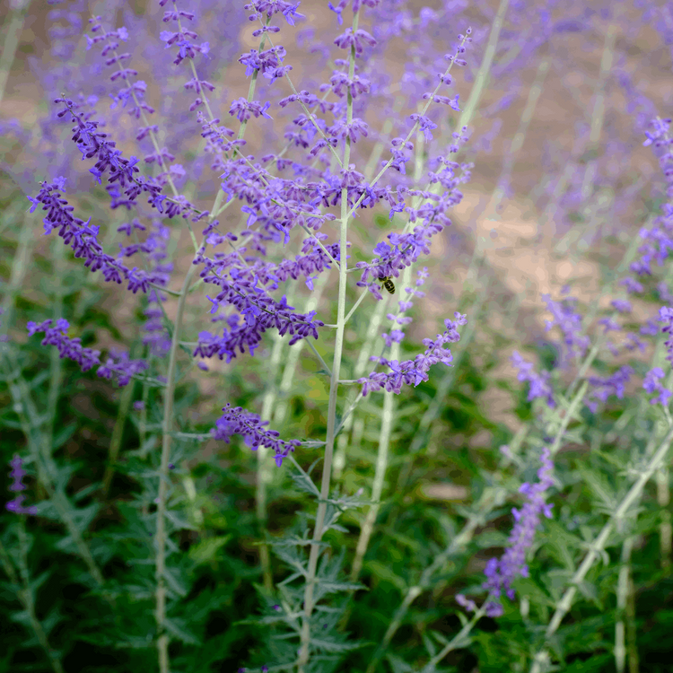 Dry Organic Lavender in 25gr Bag