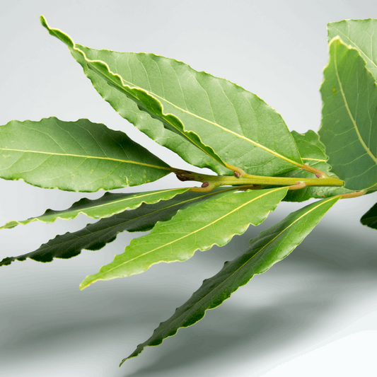 Dry Organic Bay Leaves in 25gr Bag