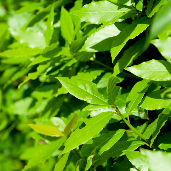 Dry Organic Bay Leaves in 25gr Bag